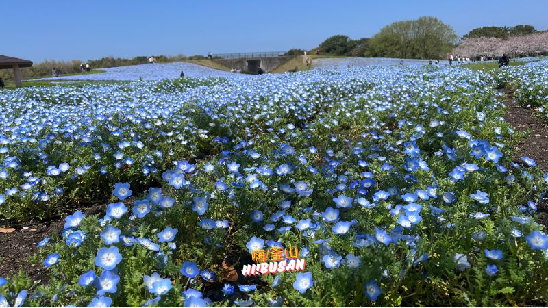 適合一個人旅行的城市-福岡