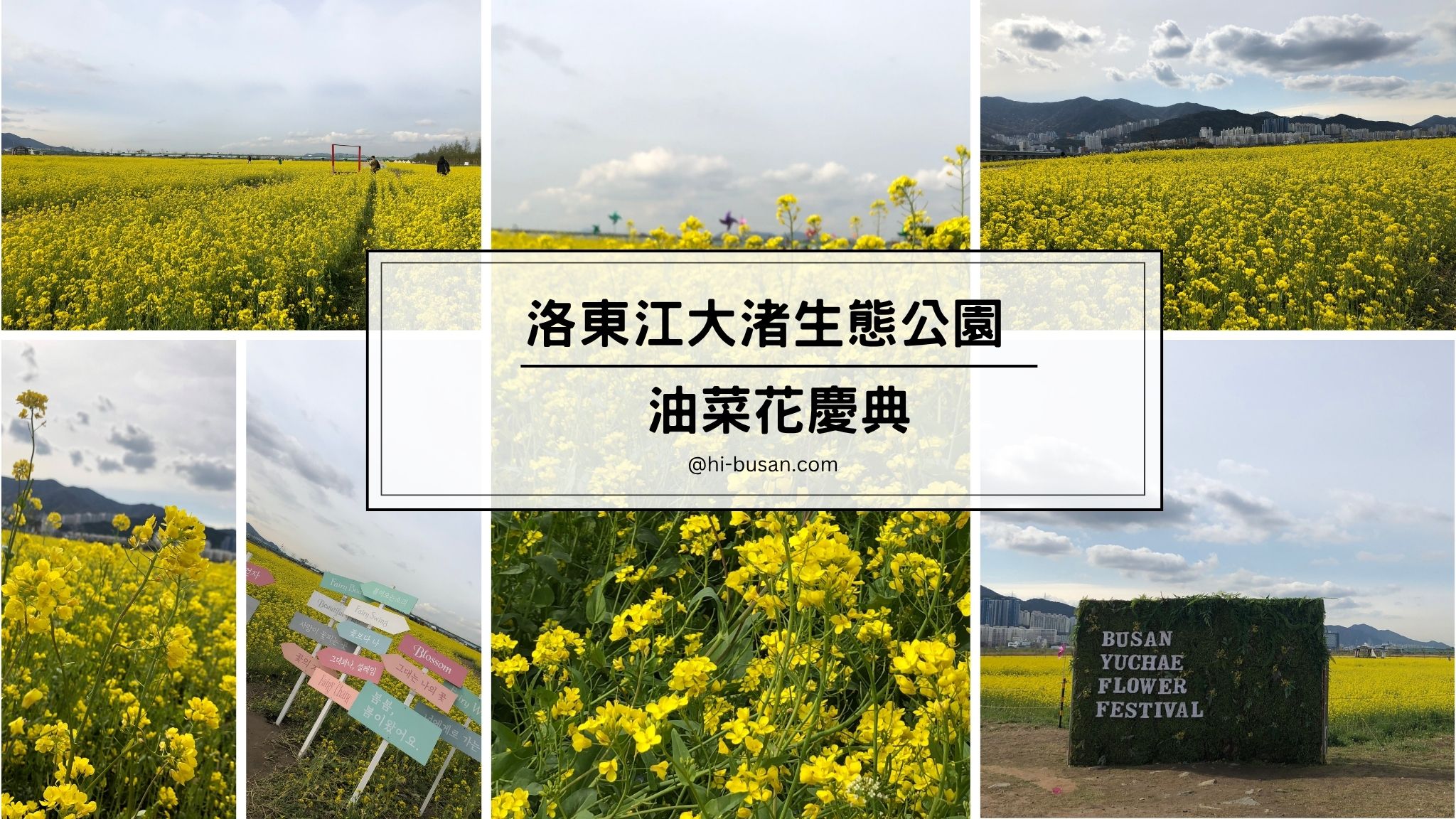 釜山油菜花慶典